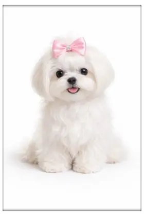 Shampoo ultra delicato per cani Amorcoda